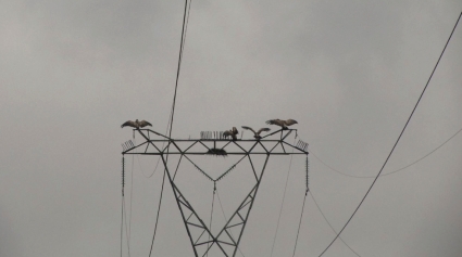 Vultures on power lines